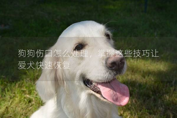 狗狗伤口怎么处理，掌握这些技巧让爱犬快速恢复