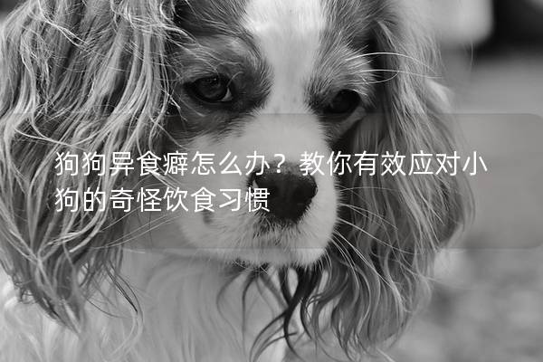 狗狗异食癖怎么办？教你有效应对小狗的奇怪饮食习惯