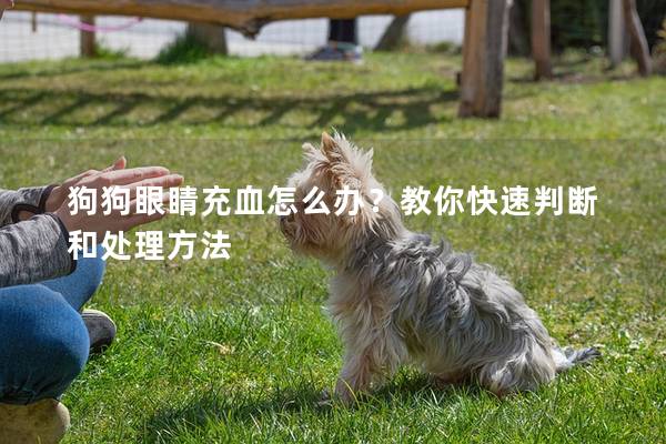 狗狗眼睛充血怎么办？教你快速判断和处理方法