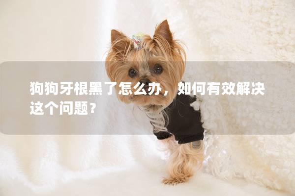 狗狗牙根黑了怎么办，如何有效解决这个问题？
