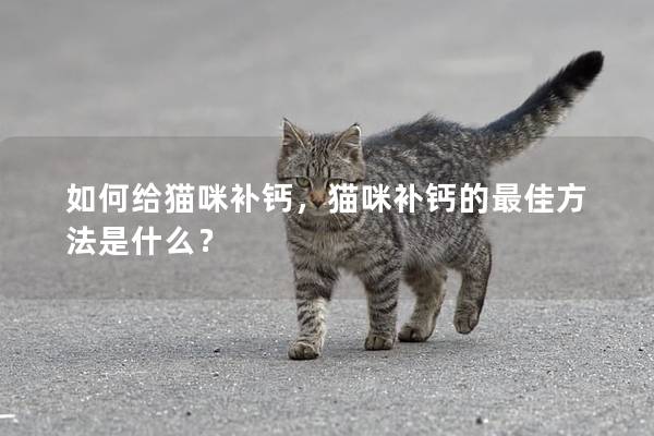 如何给猫咪补钙，猫咪补钙的最佳方法是什么？