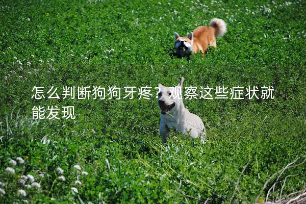 怎么判断狗狗牙疼？观察这些症状就能发现
