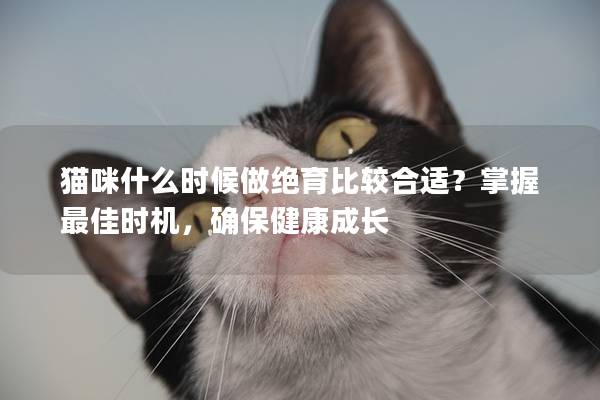 猫咪什么时候做绝育比较合适？掌握最佳时机，确保健康成长