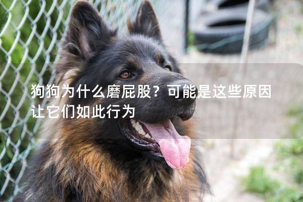 狗狗为什么磨屁股？可能是这些原因让它们如此行为
