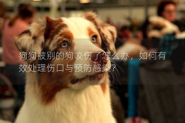 狗狗被别的狗咬伤了怎么办，如何有效处理伤口与预防感染？