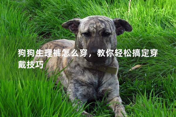 狗狗生理裤怎么穿，教你轻松搞定穿戴技巧