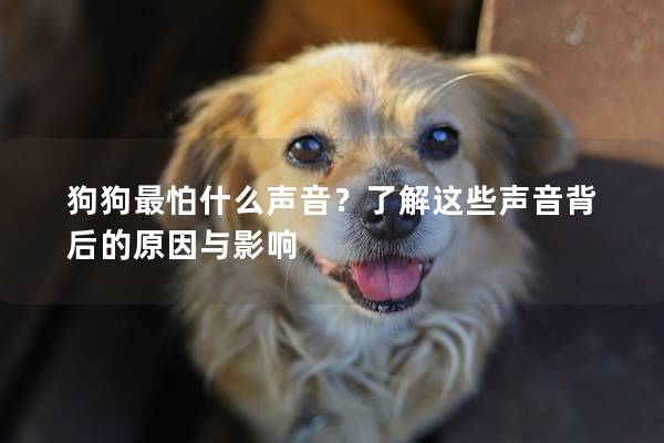 狗狗最怕什么声音？了解这些声音背后的原因与影响