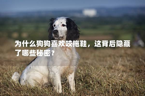 为什么狗狗喜欢咬拖鞋，这背后隐藏了哪些秘密？