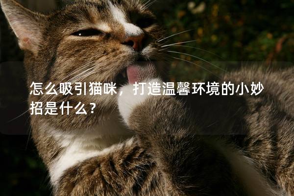 怎么吸引猫咪，打造温馨环境的小妙招是什么？