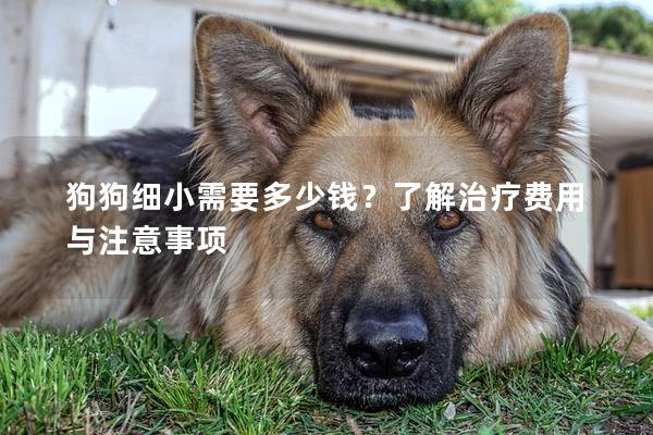 狗狗细小需要多少钱？了解治疗费用与注意事项