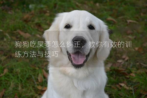 狗狗吃屎要怎么纠正，教你有效的训练方法与技巧