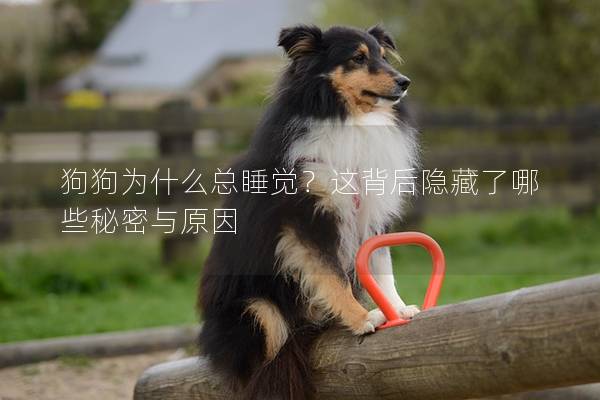 狗狗为什么总睡觉？这背后隐藏了哪些秘密与原因