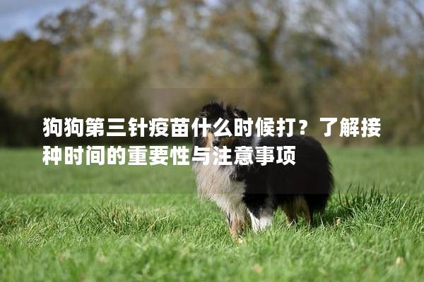 狗狗第三针疫苗什么时候打？了解接种时间的重要性与注意事项