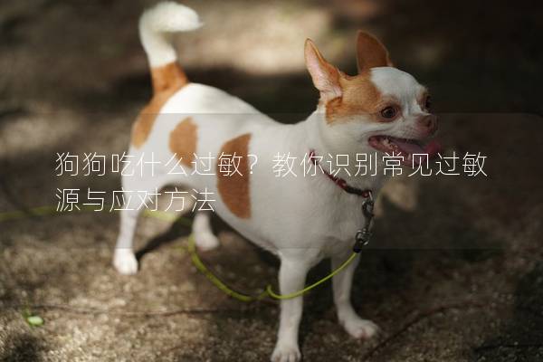 狗狗吃什么过敏？教你识别常见过敏源与应对方法