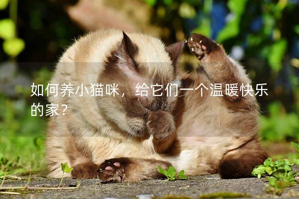 如何养小猫咪，给它们一个温暖快乐的家？