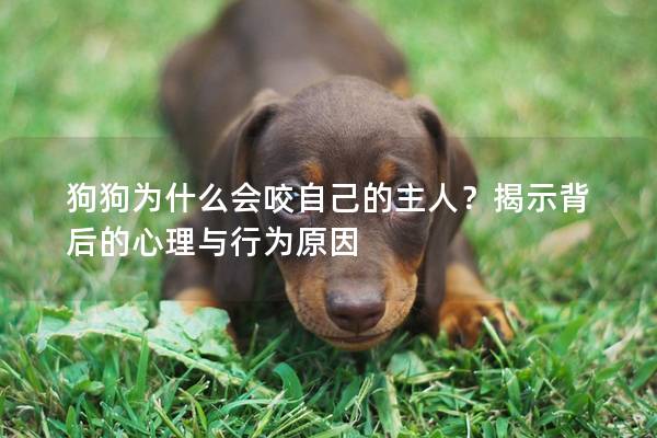 狗狗为什么会咬自己的主人？揭示背后的心理与行为原因