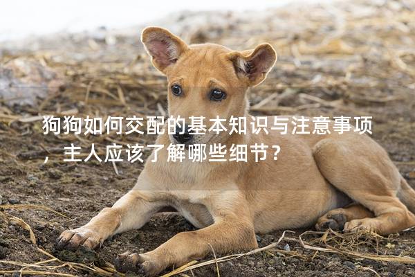 狗狗如何交配的基本知识与注意事项，主人应该了解哪些细节？