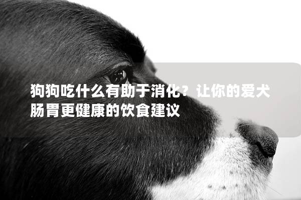 狗狗吃什么有助于消化？让你的爱犬肠胃更健康的饮食建议