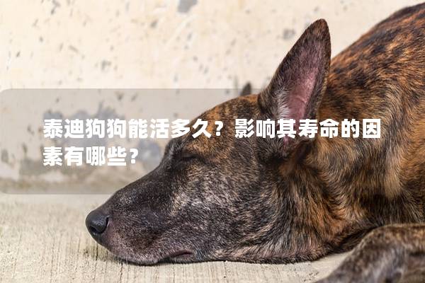 泰迪狗狗能活多久？影响其寿命的因素有哪些？