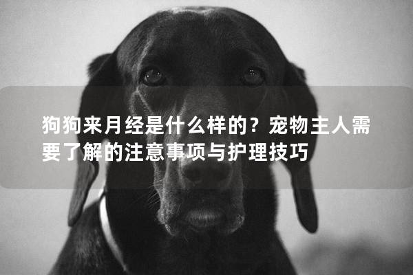 狗狗来月经是什么样的？宠物主人需要了解的注意事项与护理技巧