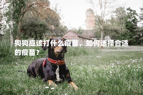 狗狗应该打什么疫苗，如何选择合适的疫苗？