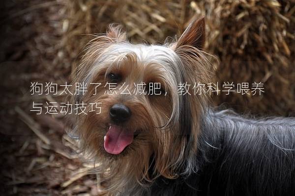 狗狗太胖了怎么减肥，教你科学喂养与运动技巧