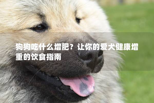 狗狗吃什么增肥？让你的爱犬健康增重的饮食指南
