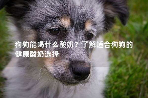 狗狗能喝什么酸奶？了解适合狗狗的健康酸奶选择