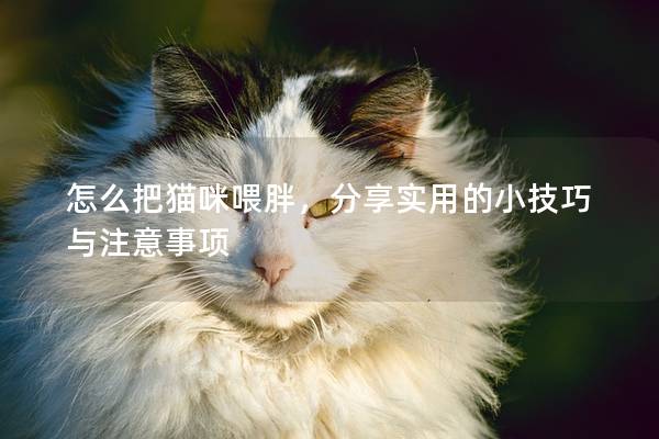 怎么把猫咪喂胖，分享实用的小技巧与注意事项
