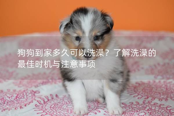 狗狗到家多久可以洗澡？了解洗澡的最佳时机与注意事项