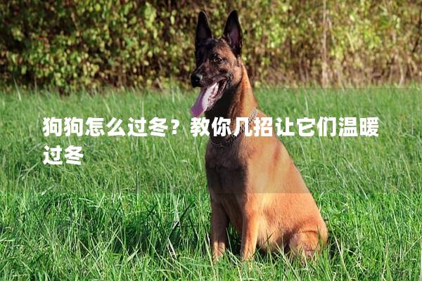 狗狗怎么过冬？教你几招让它们温暖过冬