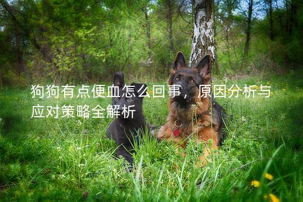 狗狗有点便血怎么回事，原因分析与应对策略全解析