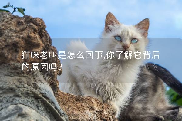 猫咪老叫是怎么回事,你了解它背后的原因吗？