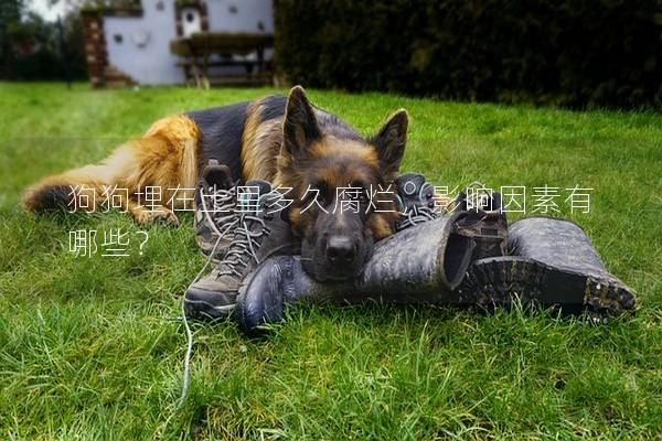狗狗埋在土里多久腐烂，影响因素有哪些？
