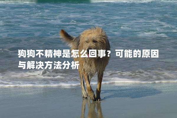 狗狗不精神是怎么回事？可能的原因与解决方法分析