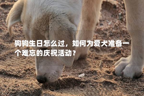 狗狗生日怎么过，如何为爱犬准备一个难忘的庆祝活动？