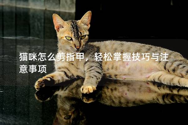 猫咪怎么剪指甲，轻松掌握技巧与注意事项