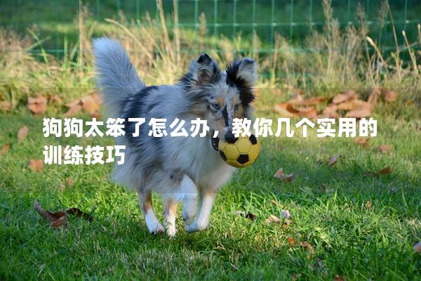 狗狗太笨了怎么办，教你几个实用的训练技巧