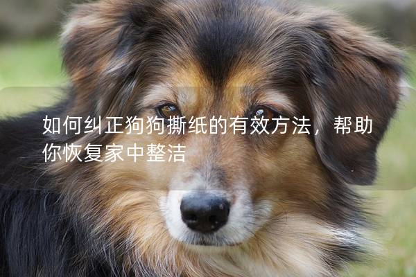 如何纠正狗狗撕纸的有效方法，帮助你恢复家中整洁