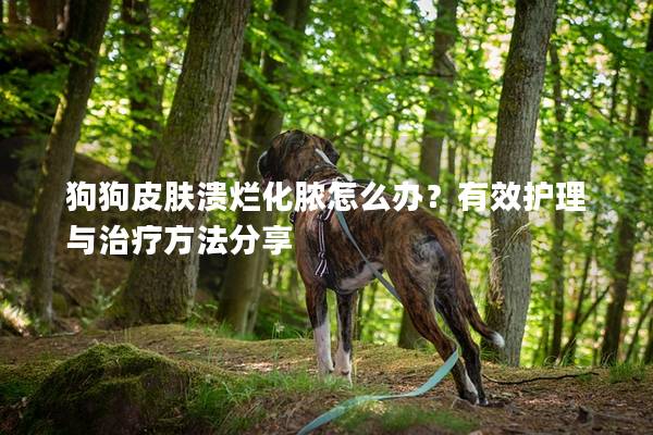 狗狗皮肤溃烂化脓怎么办？有效护理与治疗方法分享