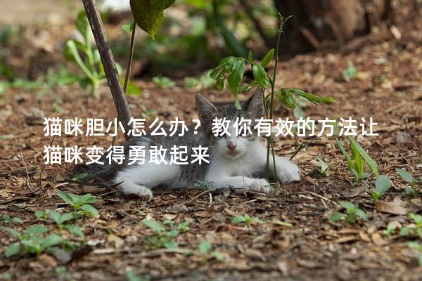 猫咪胆小怎么办？教你有效的方法让猫咪变得勇敢起来