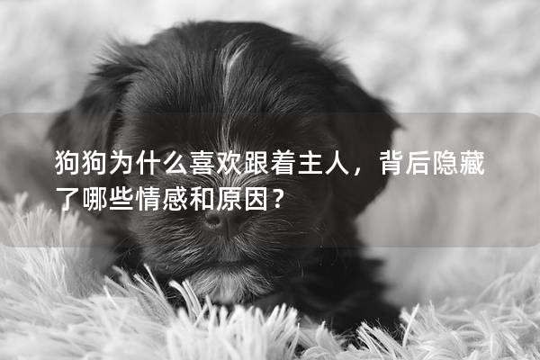 狗狗为什么喜欢跟着主人，背后隐藏了哪些情感和原因？