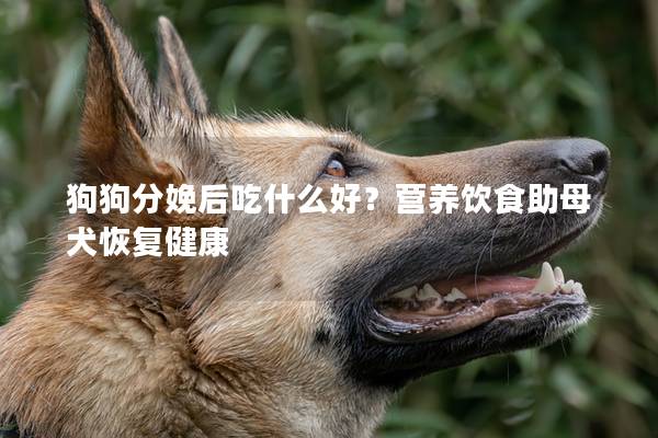 狗狗分娩后吃什么好？营养饮食助母犬恢复健康