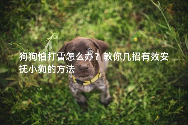 狗狗怕打雷怎么办？教你几招有效安抚小狗的方法
