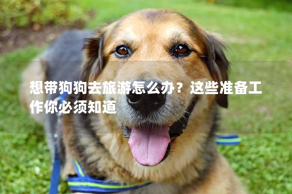 想带狗狗去旅游怎么办？这些准备工作你必须知道