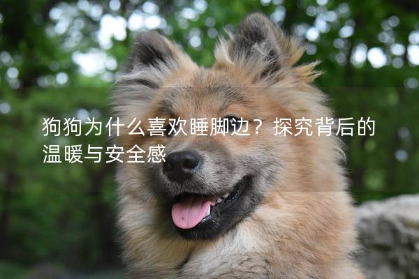 狗狗为什么喜欢睡脚边？探究背后的温暖与安全感
