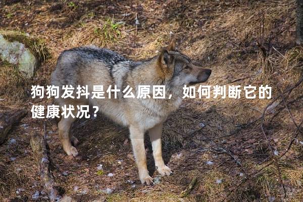 狗狗发抖是什么原因，如何判断它的健康状况？
