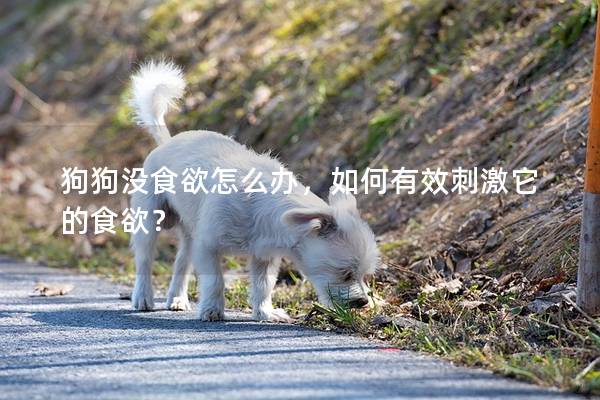 狗狗没食欲怎么办，如何有效刺激它的食欲？