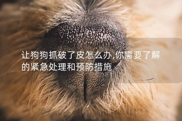 让狗狗抓破了皮怎么办,你需要了解的紧急处理和预防措施