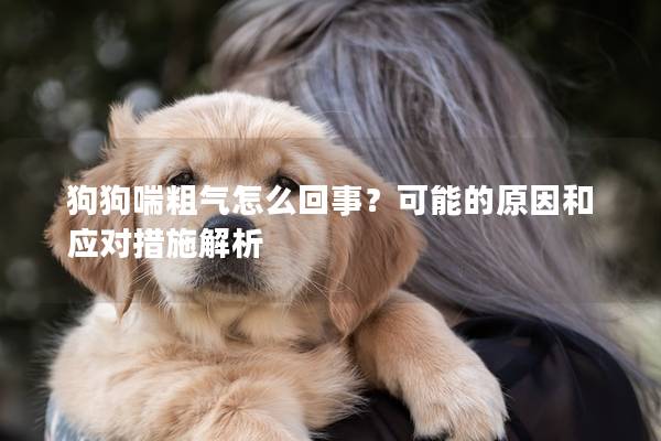 狗狗喘粗气怎么回事？可能的原因和应对措施解析